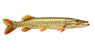 Image result for Esox masquinongy