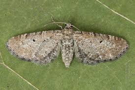 Attēlu rezultāti vaicājumam “Eupithecia satyrata”