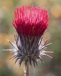 Attēlu rezultāti vaicājumam “Cirsium x rigens flower”