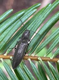 Attēlu rezultāti vaicājumam “Hemicrepidius sp.”