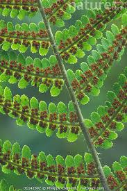 Attēlu rezultāti vaicājumam “Dryopteris filix-mas”