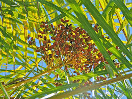 Attēlu rezultāti vaicājumam “Crepis paludosa fruit”