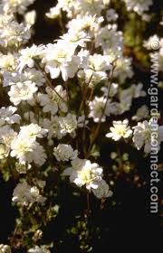Attēlu rezultāti vaicājumam “Saxifraga granulata flower”