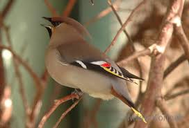 Attēlu rezultāti vaicājumam “Bombycilla garrulus”