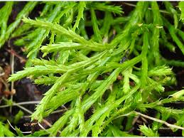 Attēlu rezultāti vaicājumam “Diphasium complanatum”