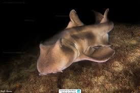 Image result for Heterodontus portusjacksoni