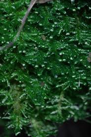 Attēlu rezultāti vaicājumam “Neckera crispa”