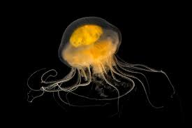 Image result for Phacellophora camtschatica