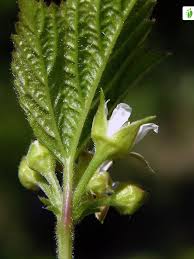 Attēlu rezultāti vaicājumam “Rubus saxatilis flower”