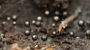 Attēlu rezultāti vaicājumam “Collaria arcyrionema macro”