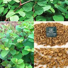 Attēlu rezultāti vaicājumam “Reynoutria japonica”