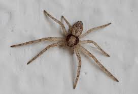 Attēlu rezultāti vaicājumam “Philodromus sp.”