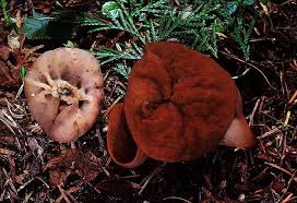 Attēlu rezultāti vaicājumam “Discina perlata”