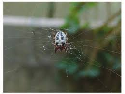 Attēlu rezultāti vaicājumam “Larinioides cornutus”