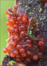 Attēlu rezultāti vaicājumam “Neonectria fuckeliana”