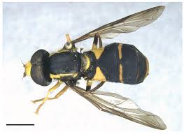 Attēlu rezultāti vaicājumam “Xanthogramma sp.”