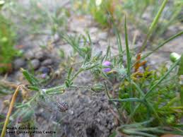 Attēlu rezultāti vaicājumam “Spergularia marina bud”