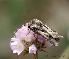 Attēlu rezultāti vaicājumam “Agrotis vestigialis”