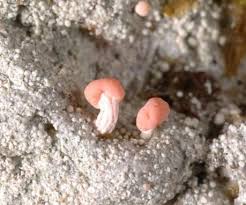 Attēlu rezultāti vaicājumam “Dibaeis baeomyces”