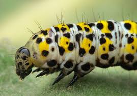 Attēlu rezultāti vaicājumam “Cucullia verbasci”