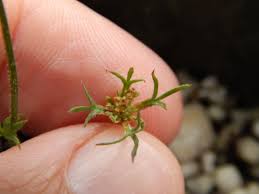 Attēlu rezultāti vaicājumam “Daucus carota subsp. carota leaf”