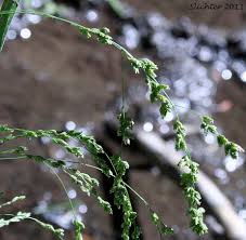 Attēlu rezultāti vaicājumam “Glyceria striata”