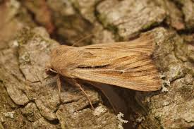 Attēlu rezultāti vaicājumam “Leucania comma”