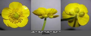 Attēlu rezultāti vaicājumam “Ranunculus auricomus flower”