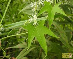 Attēlu rezultāti vaicājumam “Echinocystis lobata leaf”