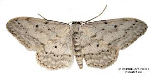 Attēlu rezultāti vaicājumam “Idaea seriata”