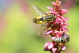 Attēlu rezultāti vaicājumam “Helophilus hybridus”