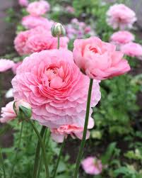 Attēlu rezultāti vaicājumam “Ranunculus elatior flower”