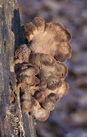 Attēlu rezultāti vaicājumam “Lentinellus ursinus”