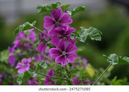 Image result for Malva sylvestris var. mauritiana