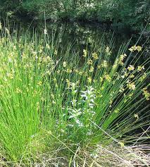 Attēlu rezultāti vaicājumam “Juncus effusus fruit”