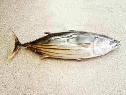 Image result for Katsuwonus pelamis