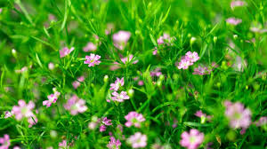 Attēlu rezultāti vaicājumam “Gypsophila muralis flower”