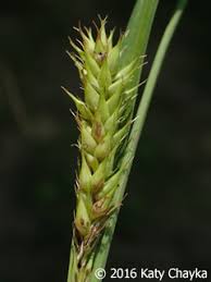 Attēlu rezultāti vaicājumam “Carex atherodes”