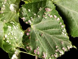 Attēlu rezultāti vaicājumam “Eriophyes tiliae”