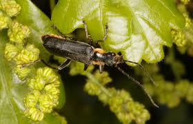 Attēlu rezultāti vaicājumam “Cantharis obscura”