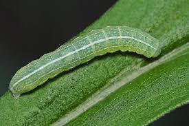 Attēlu rezultāti vaicājumam “Orthosia gothica”