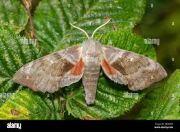 Attēlu rezultāti vaicājumam “Laothoe populi”