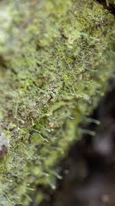 Attēlu rezultāti vaicājumam “Chaenotheca furfuracea”