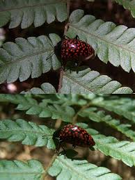 Attēlu rezultāti vaicājumam “Erotylidae”