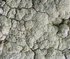 Attēlu rezultāti vaicājumam “Pertusaria flavida”