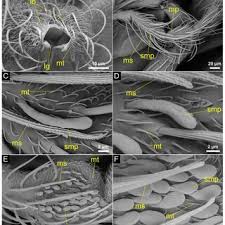 Attēlu rezultāti vaicājumam “Trichia longipalpis”