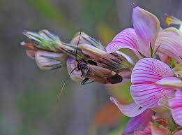 Attēlu rezultāti vaicājumam “Griselda ustomaculana”