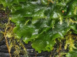 Attēlu rezultāti vaicājumam “Trilophozia quinquedentata”