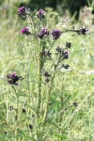 Attēlu rezultāti vaicājumam “Cirsium palustre”
