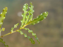Attēlu rezultāti vaicājumam “Potamogeton compressus leaf”
